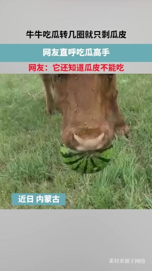 给牛吃的瓜,田园生活乐无边