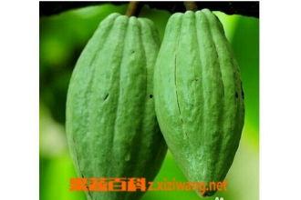 乳瓜吃,探索独特口感与营养价值的完美融合