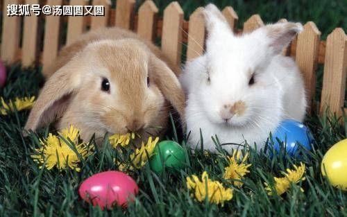 兔子吃瓜也被骂,网络舆论的边界与反思