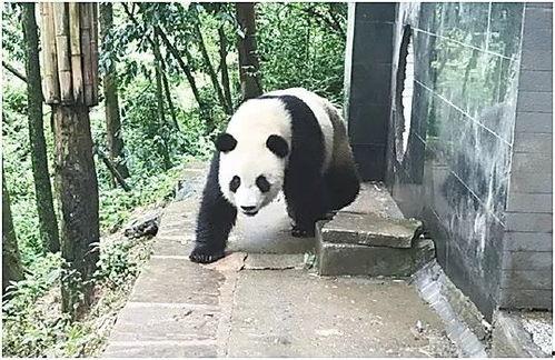 熊猫兄弟吃瓜,一场甜蜜的夏日盛宴